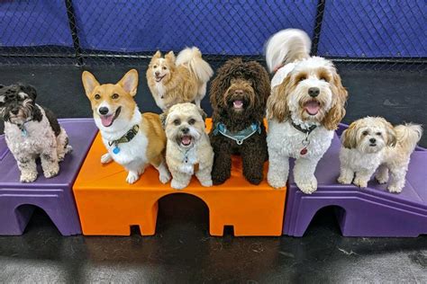 Best Doggy Day Care Centers & Sitters in Annapolis, MD